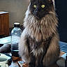 Theoden a rejoint le concours — aidez-le/la à gagner de superbes lots ! cat, fluffy, yellow_eyes, table, water_bottle, phone, phone_case, coffee_mug, window, potted_plants, wooden_furniture, indoor, natural_light, sitting, domestic, pet, fur, close_up, home, curtains