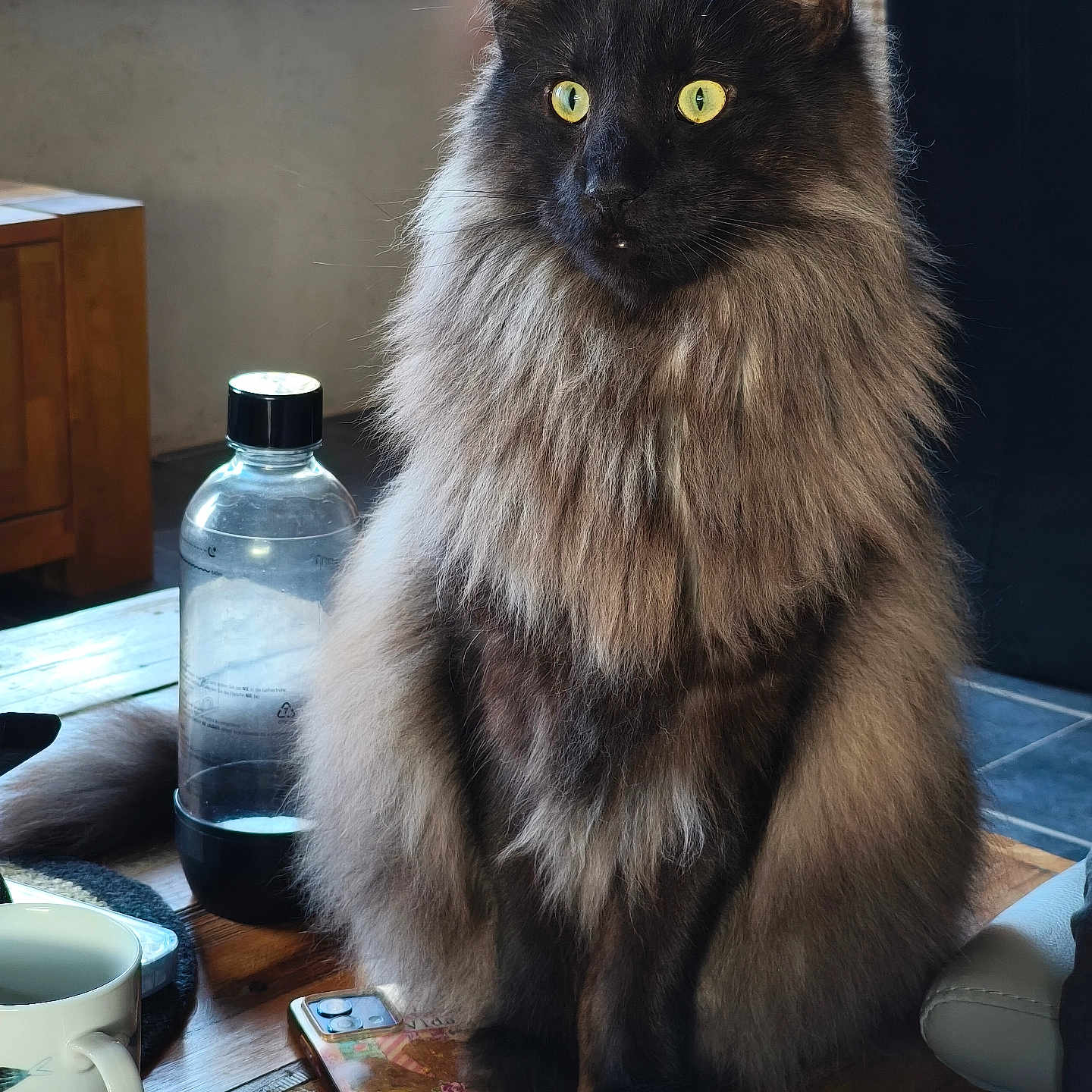 Theoden a rejoint le concours — aidez-le/la à gagner de superbes lots ! cat, fluffy, yellow_eyes, table, water_bottle, phone, phone_case, coffee_mug, window, potted_plants, wooden_furniture, indoor, natural_light, sitting, domestic, pet, fur, close_up, home, curtains