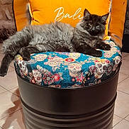 Theoden participe au concours pour gagner de l'argent avec cette photo : cat, fluffy_cat, gray_cat, cushion, orange_pillow, indoor, tile_floor, barrel_stool, patterned_fabric, relaxed, pet, feline, domestic_cat, resting, home_decor, colorful, comfortable, close_up, furniture, animal