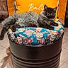 cat, fluffy_cat, gray_cat, cushion, orange_pillow, indoor, tile_floor, barrel_stool, patterned_fabric, relaxed, pet, feline, domestic_cat, resting, home_decor, colorful, comfortable, close_up, furniture, animal