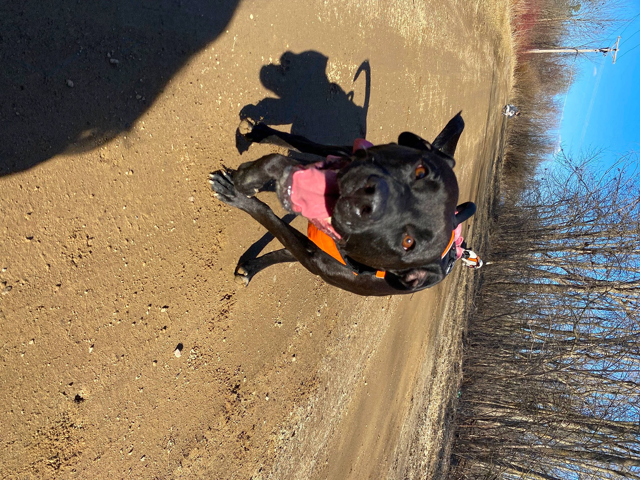 Piper is registered to the contest to win money with this photo: asphalt, canidae, carnivore, collar, dog, dog_breed, dog_collar, eyewear, fawn, landscape, leash, personal_protective_equipment, road_surface, sky, snout, soil, sporting_group, tints_and_shades, tree, working_animal