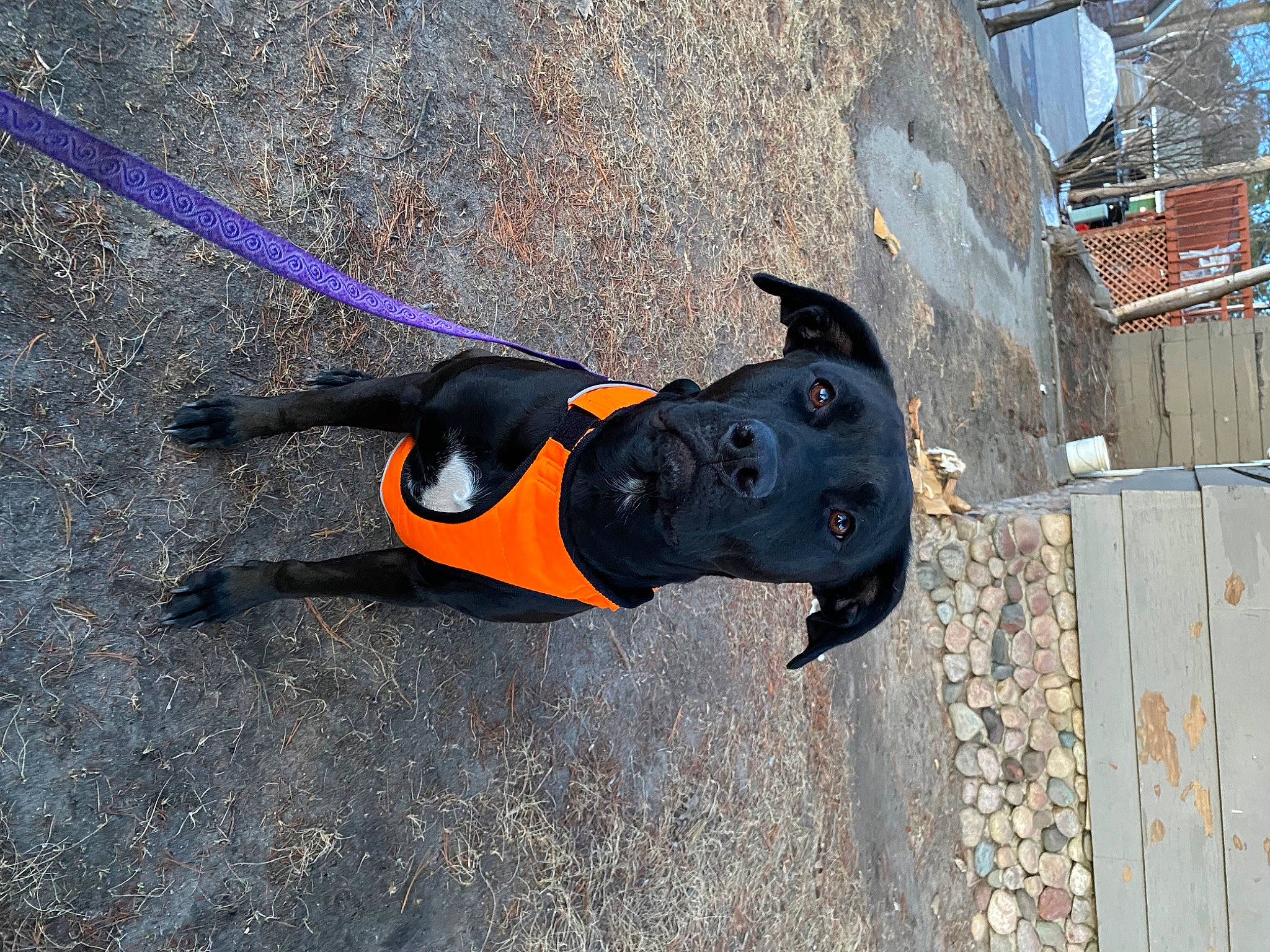 Piper is registered to the contest to win money with this photo: asphalt, canidae, carnivore, collar, companion_dog, dog, dog_breed, dog_clothes, dog_collar, dog_supply, electric_blue, fashion_accessory, fawn, leash, personal_protective_equipment, pet_supply, road_surface, sporting_group, tail, working_animal