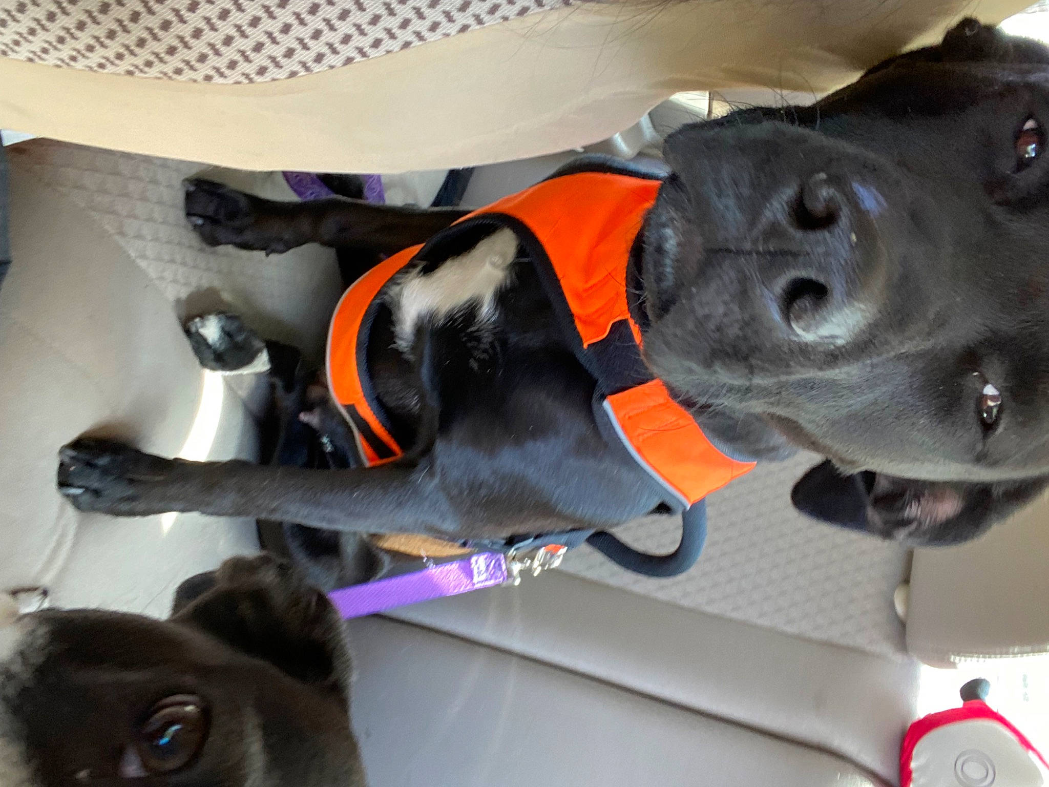 Piper joined the competition — help win amazing prizes! auto_part, carnivore, collar, companion_dog, dog, dog_breed, dog_collar, dog_supply, ear, fawn, liver, personal_protective_equipment, pet_supply, snout, sporting_group, tin_can, vehicle, vehicle_door, whiskers, working_animal