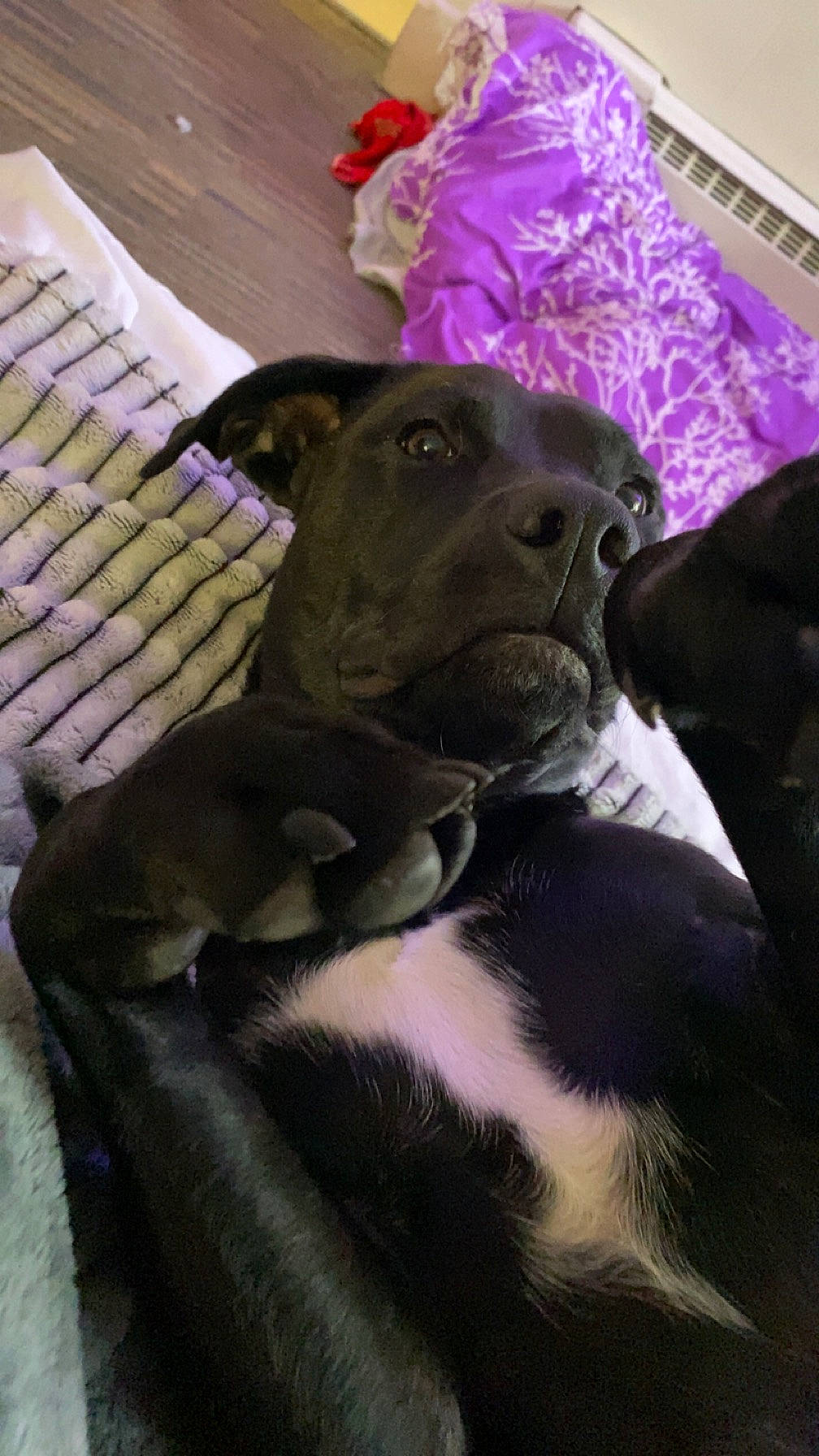 Piper is registered to the contest to win money with this photo: borador, canidae, carnivore, comfort, companion_dog, dog, dog_breed, dog_supply, fawn, fur, guard_dog, magenta, non_sporting_group, purple, snout, sporting_group, tail, terrestrial_animal, whiskers, working_animal