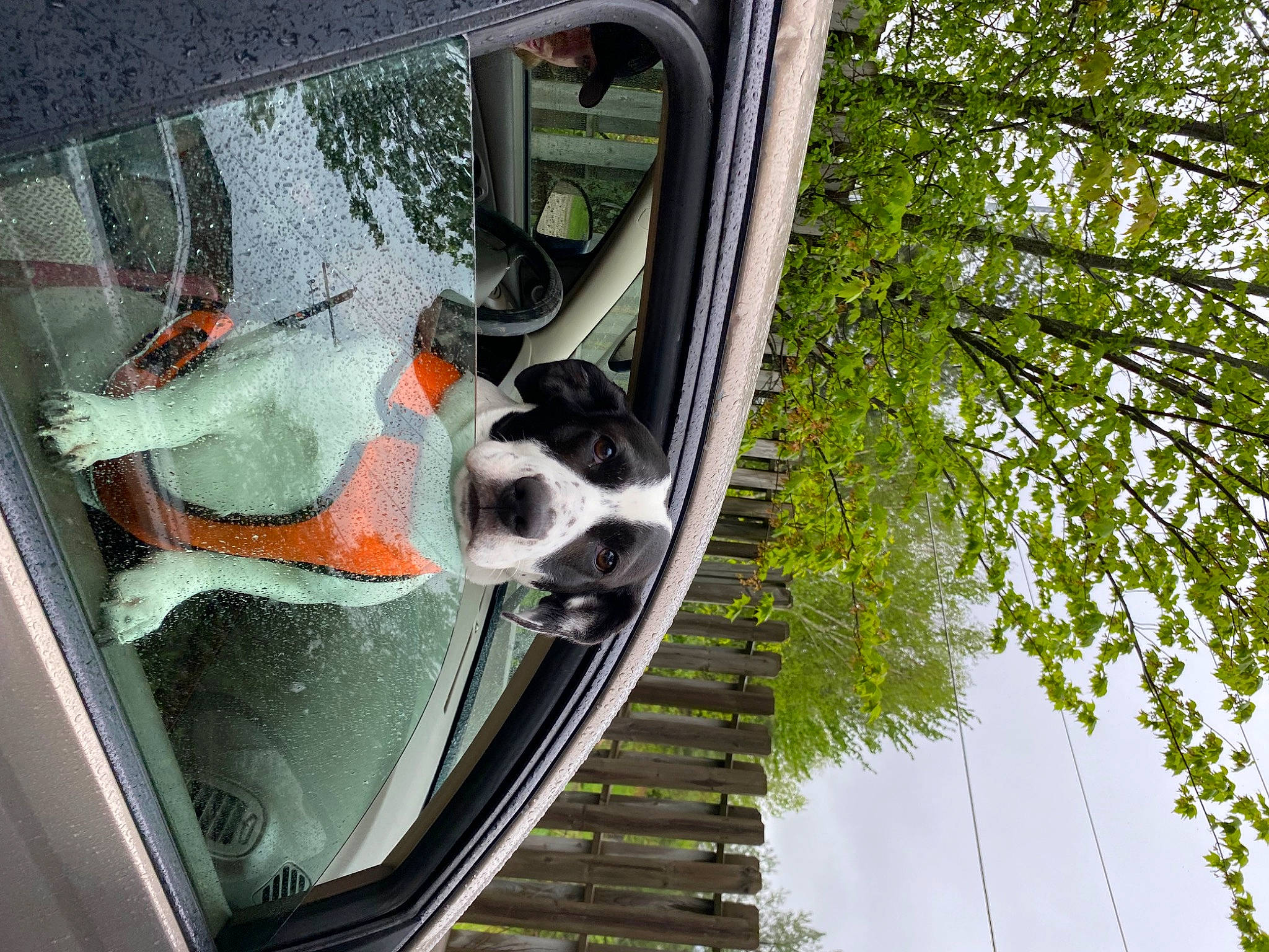 Panda Mae is registered to the contest to win money with this photo: auto_part, automotive_design, automotive_exterior, automotive_lighting, automotive_mirror, automotive_wheel_system, car, glass, hood, motor_vehicle, plant, rear_view_mirror, sky, tints_and_shades, tree, vehicle, vehicle_door, wheel, window, windscreen_wiper