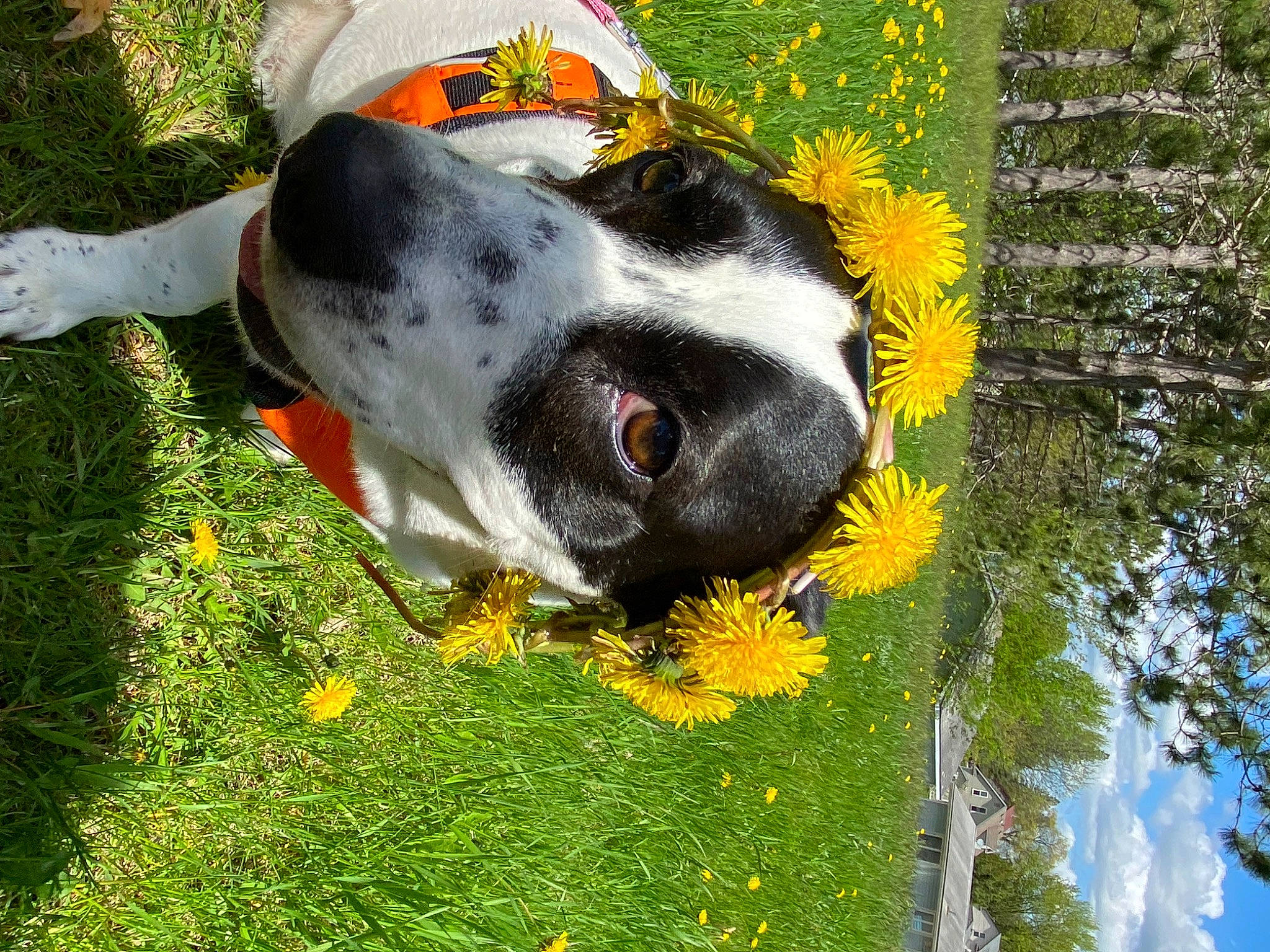Panda Mae is registered to the contest to win money with this photo: canidae, carnivore, companion_dog, dog, dog_breed, flower, foot, grass, groundcover, pasture, people_in_nature, plant, shrub, snout, sporting_group, tail, terrestrial_animal, tree, window, working_animal
