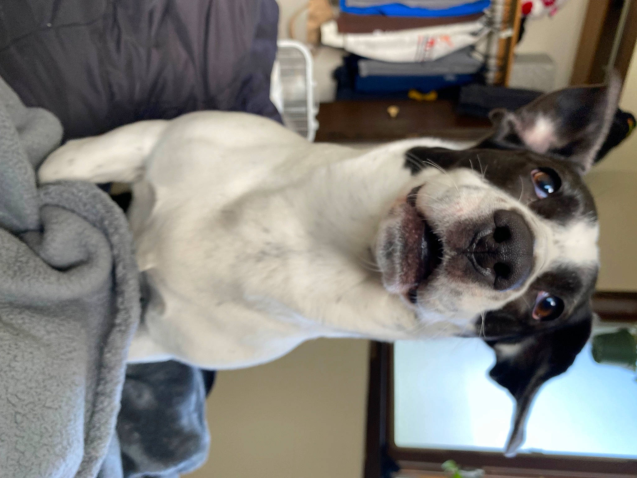 Panda Mae joined the competition — help win amazing prizes! boston_terrier, canidae, carnivore, collar, comfort, companion_dog, couch, dog, dog_breed, dog_collar, ear, fawn, fur, jaw, pet_supply, snout, sporting_group, whiskers, window, working_animal