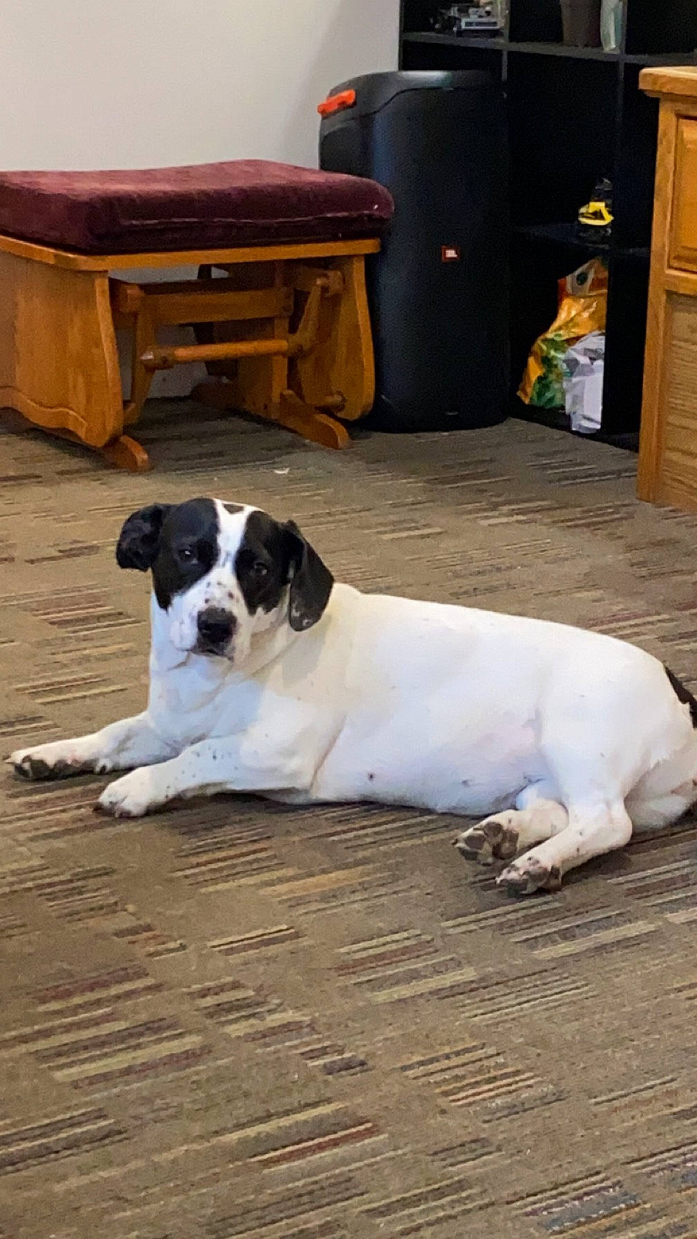 Panda Mae is registered to the contest to win money with this photo: canidae, carnivore, collar, companion_dog, dog, dog_breed, door, floor, flooring, hardwood, non_sporting_group, sporting_group, tail, wood, working_animal