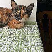Autumn is registered to the contest to win money with this photo: kitten, cat, tortoiseshell, animal, pet, indoor, towel, pattern, green, white, fur, whiskers, ears, face, resting, cute, young, curious, table, wooden_chair