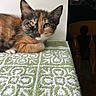 kitten, cat, tortoiseshell, animal, pet, indoor, towel, pattern, green, white, fur, whiskers, ears, face, resting, cute, young, curious, table, wooden_chair