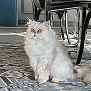 Nougat participe au concours pour gagner de l'argent avec cette photo : cat, fluffy, white_cat, indoor, tile_floor, patterned_floor, furniture, chair, chrome, black, curious, pet, animal, domestic_cat, sitting, wide_eyes, floor, modern, interior, home
