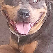 Gracie Mae joined the competition — help win amazing prizes! dog, canine, pet, smiling, tongue_out, close_up, brown, black, animal, happy, laying_down, ears, face, fur, friendly, cute, domestic_animal, muzzle, nose, eyes