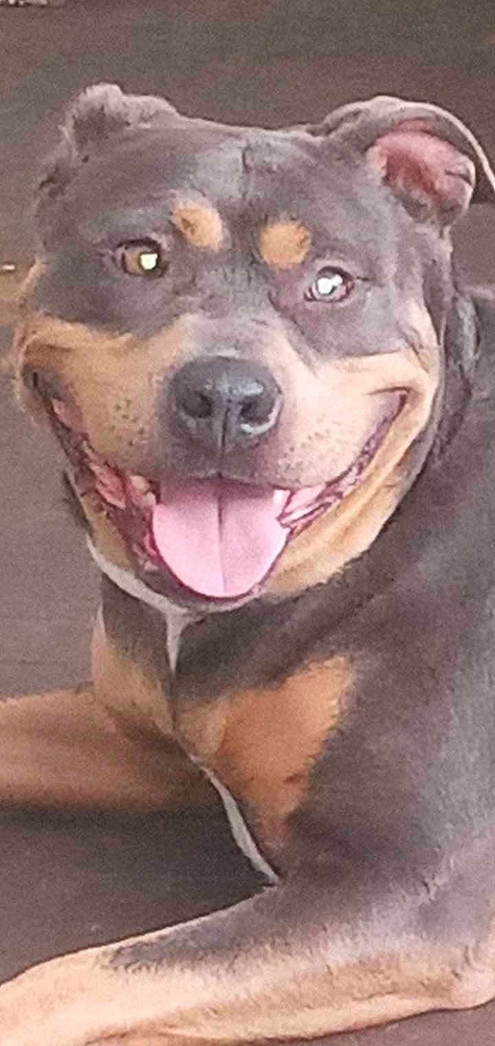 Gracie Mae joined the competition — help win amazing prizes! dog, canine, pet, smiling, tongue_out, close_up, brown, black, animal, happy, laying_down, ears, face, fur, friendly, cute, domestic_animal, muzzle, nose, eyes