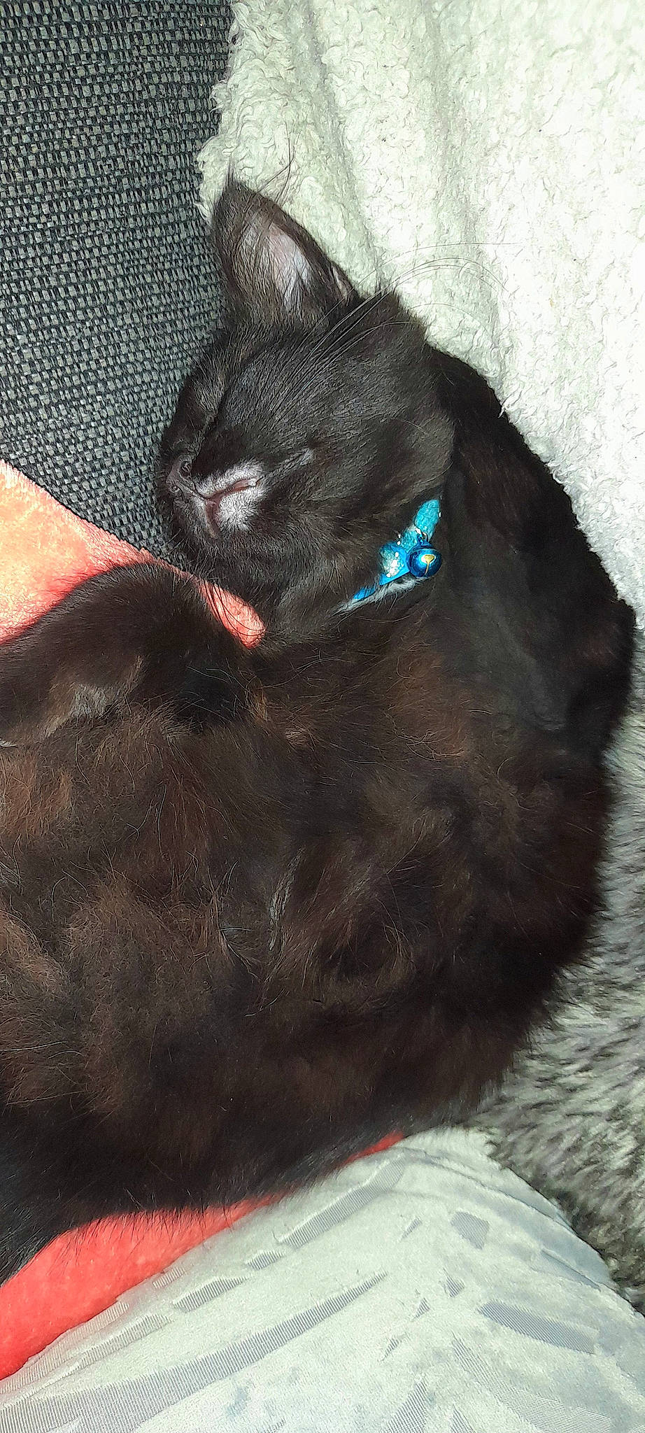 Binx is registered to the contest to win money with this photo: black_cat, bombay, carnivore, cat, cat_supply, claw, comfort, domestic_short_haired_cat, electric_blue, felidae, fur, grey, havana_brown, nap, paw, small_to_medium_sized_cats, snout, tail, terrestrial_animal, whiskers