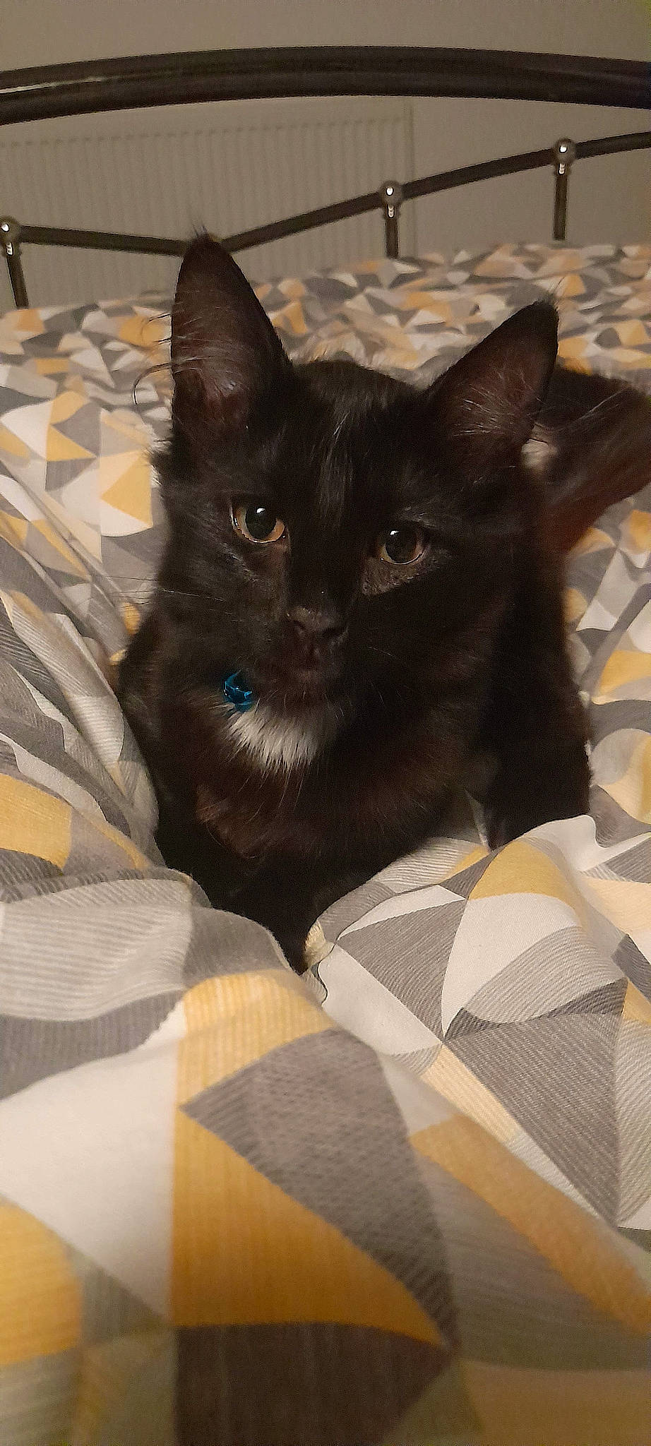 Binx is registered to the contest to win money with this photo: black_cat, box, cardboard, carnivore, carton, cat, cat_supply, comfort, couch, domestic_short_haired_cat, felidae, fur, grey, packaging_and_labeling, pet_supply, small_to_medium_sized_cats, snout, tail, whiskers, working_animal