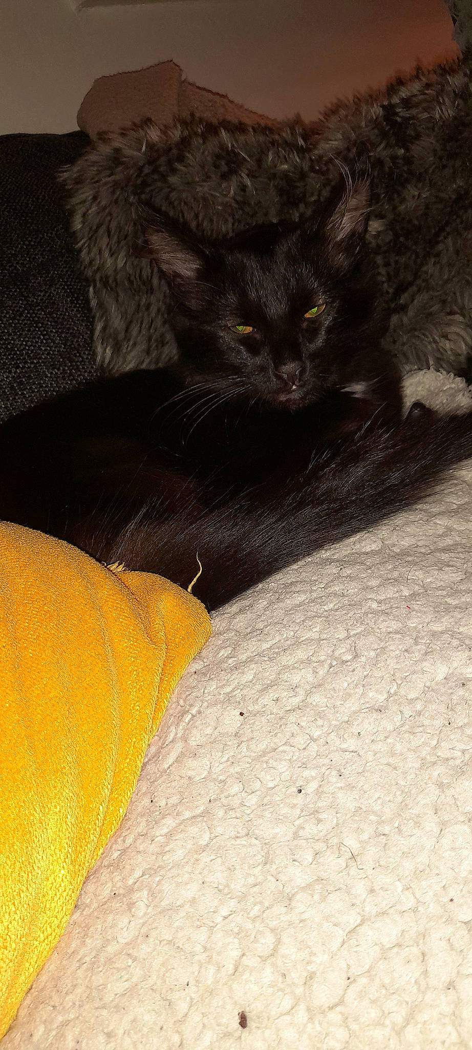 Binx is registered to the contest to win money with this photo: black_cat, carnivore, cat, cat_supply, claw, comfort, domestic_short_haired_cat, eye, felidae, fur, paw, sitting, small_to_medium_sized_cats, snout, tail, terrestrial_animal, whiskers