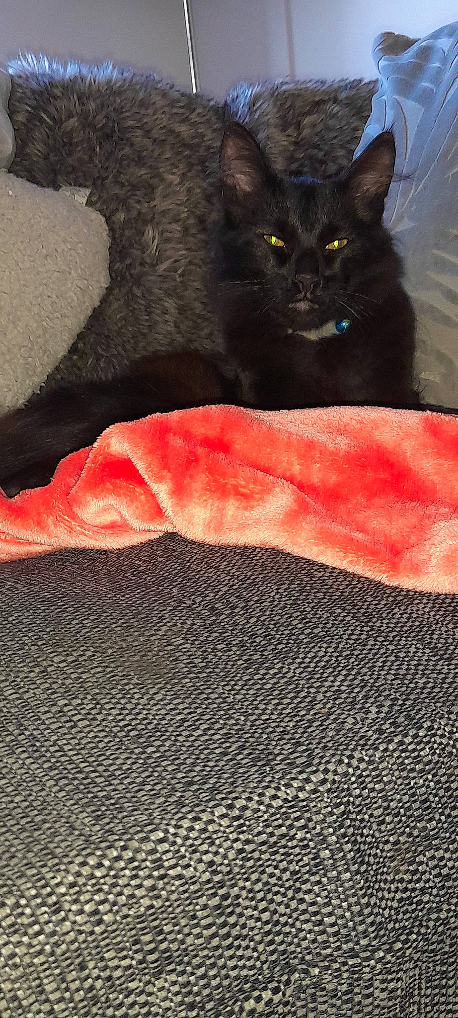 Binx joined the competition — help win amazing prizes! art, black_cat, carmine, carnivore, cat, claw, coquelicot, domestic_short_haired_cat, felidae, fur, linens, magenta, orange, pattern, peach, small_to_medium_sized_cats, snout, tail, tree, whiskers