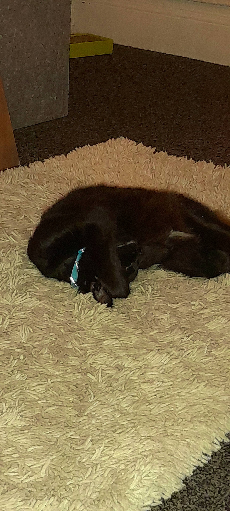 Binx is registered to the contest to win money with this photo: black_cat, bombay, brown, carnivore, claw, comfort, companion_dog, dog_breed, felidae, flooring, fur, liver, pet_supply, shadow, small_to_medium_sized_cats, tail, terrestrial_animal, tints_and_shades, whiskers, working_animal