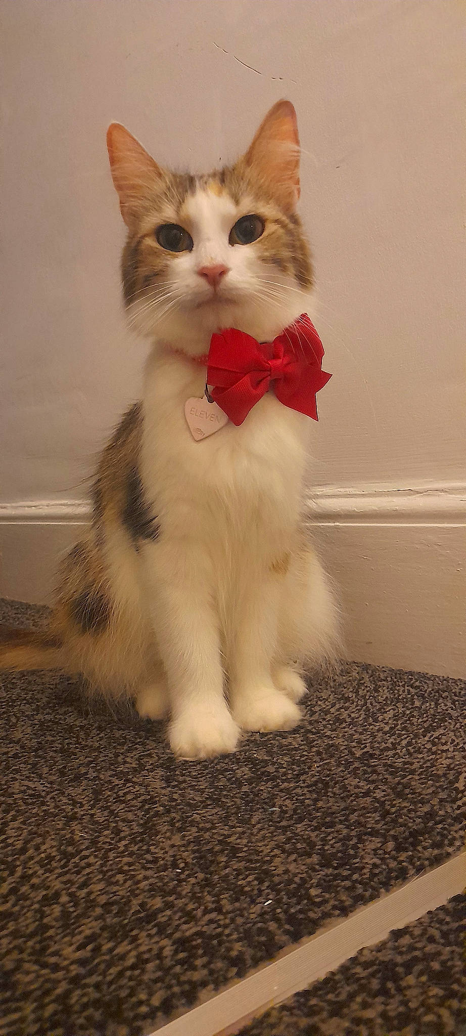 Eleven joined the competition — help win amazing prizes! carnivore, cat, claw, domestic_short_haired_cat, fawn, felidae, flooring, formal_wear, fur, paw, sitting, small_to_medium_sized_cats, snout, tail, terrestrial_animal, whiskers, window