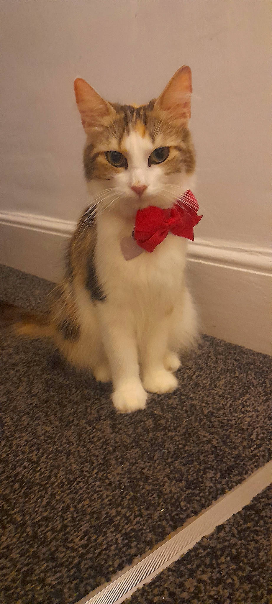 Eleven joined the competition — help win amazing prizes! carnivore, cat, claw, comfort, domestic_short_haired_cat, fawn, felidae, flooring, foot, fur, hardwood, leg, paw, sitting, small_to_medium_sized_cats, snout, tail, whiskers