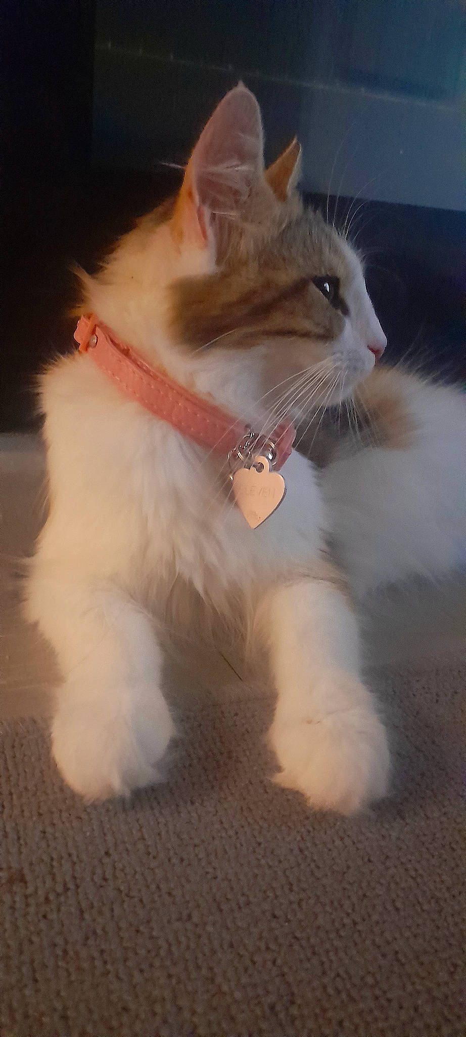 Eleven joined the competition — help win amazing prizes! carnivore, cat, claw, collar, companion_dog, dog_collar, domestic_short_haired_cat, event, fashion_accessory, fawn, felidae, fur, leash, paw, sitting, small_to_medium_sized_cats, snout, tail, whiskers