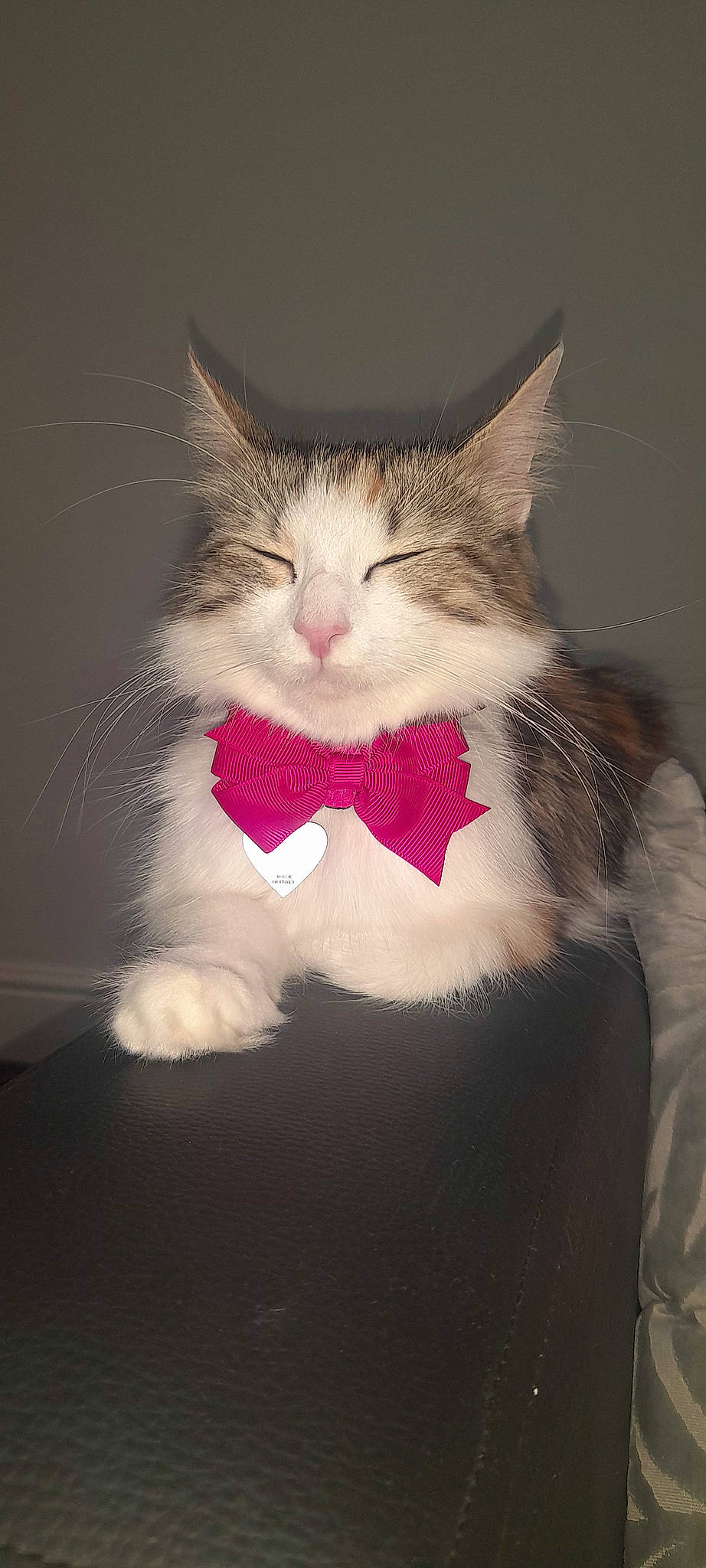 Eleven joined the competition — help win amazing prizes! carnivore, cat, claw, comfort, domestic_short_haired_cat, ear, fang, felidae, foot, formal_wear, fur, iris, paw, small_to_medium_sized_cats, snout, tail, terrestrial_animal, whiskers