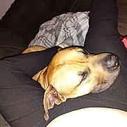 Bubba is registered to the contest to win money with this photo: dog, sleeping, legs, black_pants, couch, blanket, indoors, relaxation, pet, resting, brown_dog, closeup, comfort, cozy, home, nap, floor, fur, animal, canine