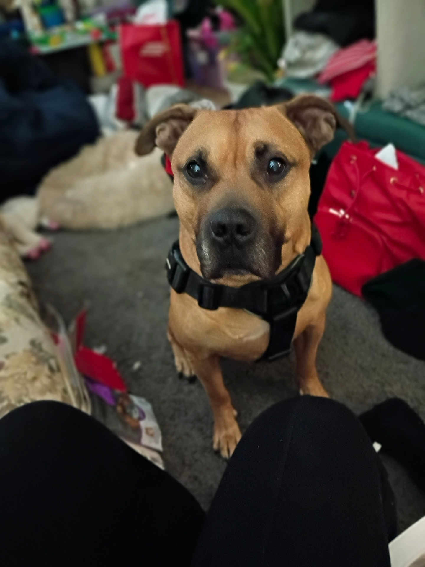 Bubba joined the competition — help win amazing prizes! dog, indoor, pet, harness, brown_dog, carpet, bag, furniture, blurred_background, animal, floor, domestic, canine, companion, looking_up, relaxed, household, casual, curious, two_dogs