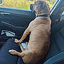 Bubba joined the competition — help win amazing prizes! dog, car, seat, window, collar, brown, animal, pet, inside, vehicle, looking, side_view, passenger_seat, landscape, nature, road_trip, travel, domestic_animal, mammal, resting