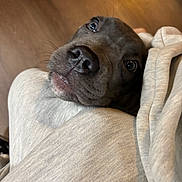 Cali joined the competition — help win amazing prizes! dog, close_up, pet, face, nose, eyes, gray, fabric, comfort, resting, cute, indoor, floor, animal, mammal, canine, portrait, cozy, looking_up, snout