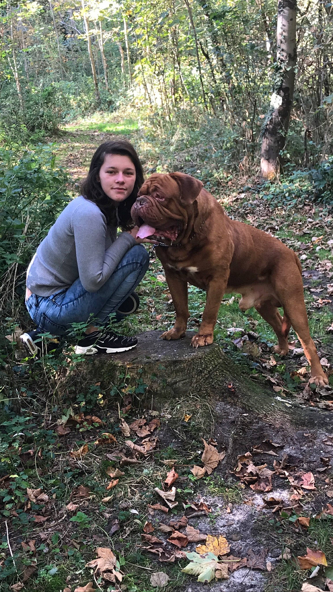 Bochay a rejoint le concours — aidez-le/la à gagner de superbes lots ! adventure, carnivoran, dog, dog_breed, dog_breed_group, dog_like_mammal, dogue_de_bordeaux, forest, person, plant, tosa, tree, woodland