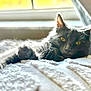 Stormi is registered to the contest to win money with this photo: animal, bedroom, blanket, cat, closeup, cozy, cute, domestic_animal, feline, fur, gray_cat, indoor, pet, relaxed, resting, soft_light, sunlight, texture, window, yellow_eyes