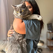 Stormi is registered to the contest to win money with this photo: casual_clothing, cat, cozy, curtain, embrace, fluffy, fur, furniture, gray_cat, hand, home, indoor, long_hair, nail_art, natural_light, person, pet, portrait, sitting, yellow_eyes