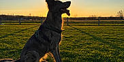Sunny a rejoint le concours — aidez-le/la à gagner de superbes lots ! dog, grass, sunset, silhouette, outdoor, animal, canine, nature, field, sky, fence, sunlight, backlight, peaceful, evening, portrait, sitting, tongue_out, rural, shadow