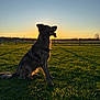 dog, grass, sunset, silhouette, outdoor, animal, canine, nature, field, sky, fence, sunlight, backlight, peaceful, evening, portrait, sitting, tongue_out, rural, shadow