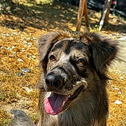 Sunny participe au concours pour gagner de l'argent avec cette photo : dog, animal, pet, outdoor, sunlight, tongue, happy, brown_fur, ears, face, nose, grass, nature, summer, canine, portrait, fur, friendly, tongue_out, close_up