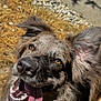 Sunny participe au concours pour gagner de l'argent avec cette photo : dog, canine, happy, tongue_out, fur, ears, outdoor, sunlight, close_up, pet, animal, brown_fur, grass, rocks, smiling, friendly, tongue, snout, eyes, nature