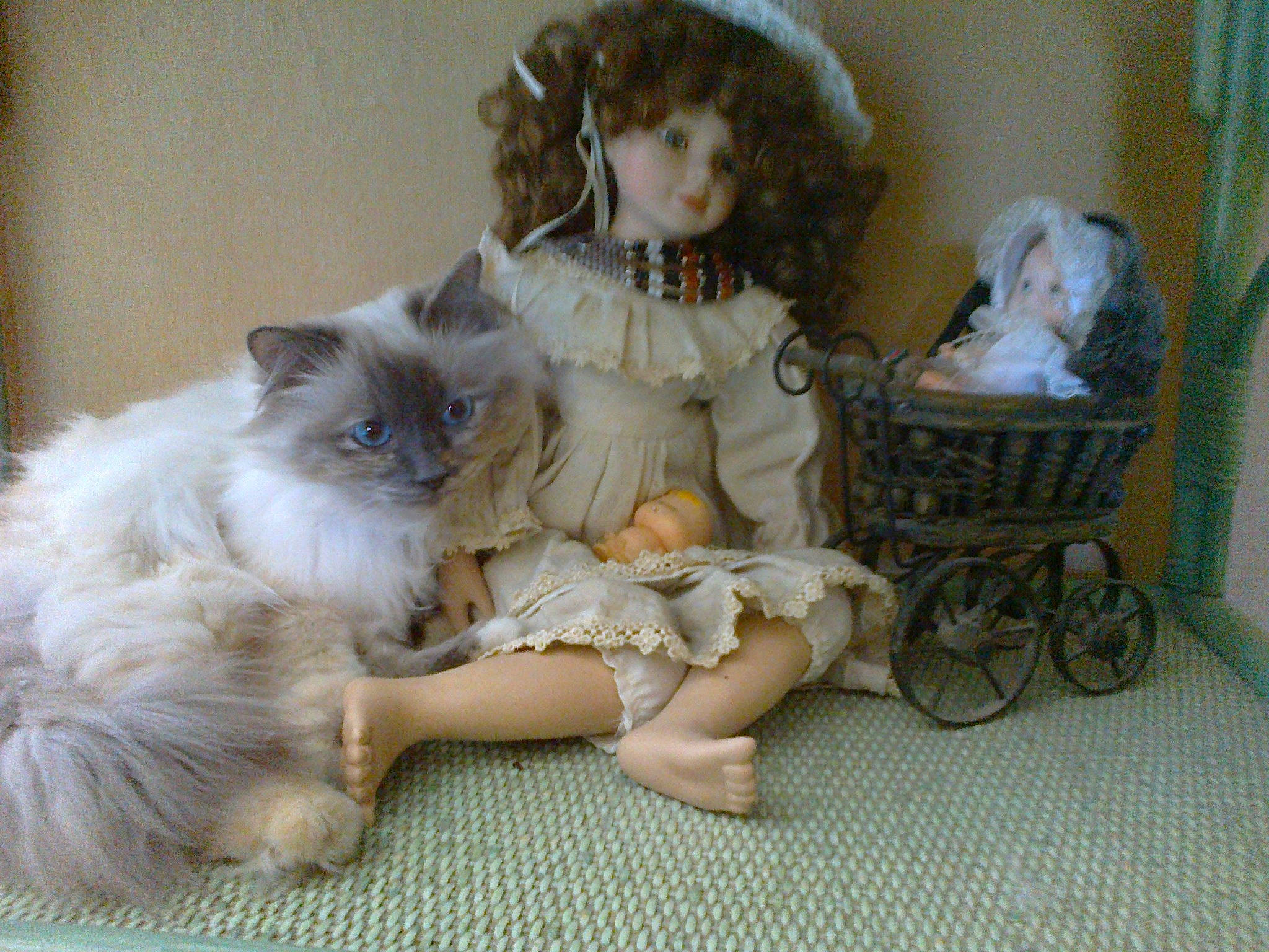 Holly-lollypop participe au concours pour gagner de l'argent avec cette photo : basket, carnivore, cat, comfort, companion_dog, doll, fawn, felidae, fur, paw, ragdoll, shelf, sitting, small_to_medium_sized_cats, stuffed_toy, tail, toy, wheel, whiskers, wig