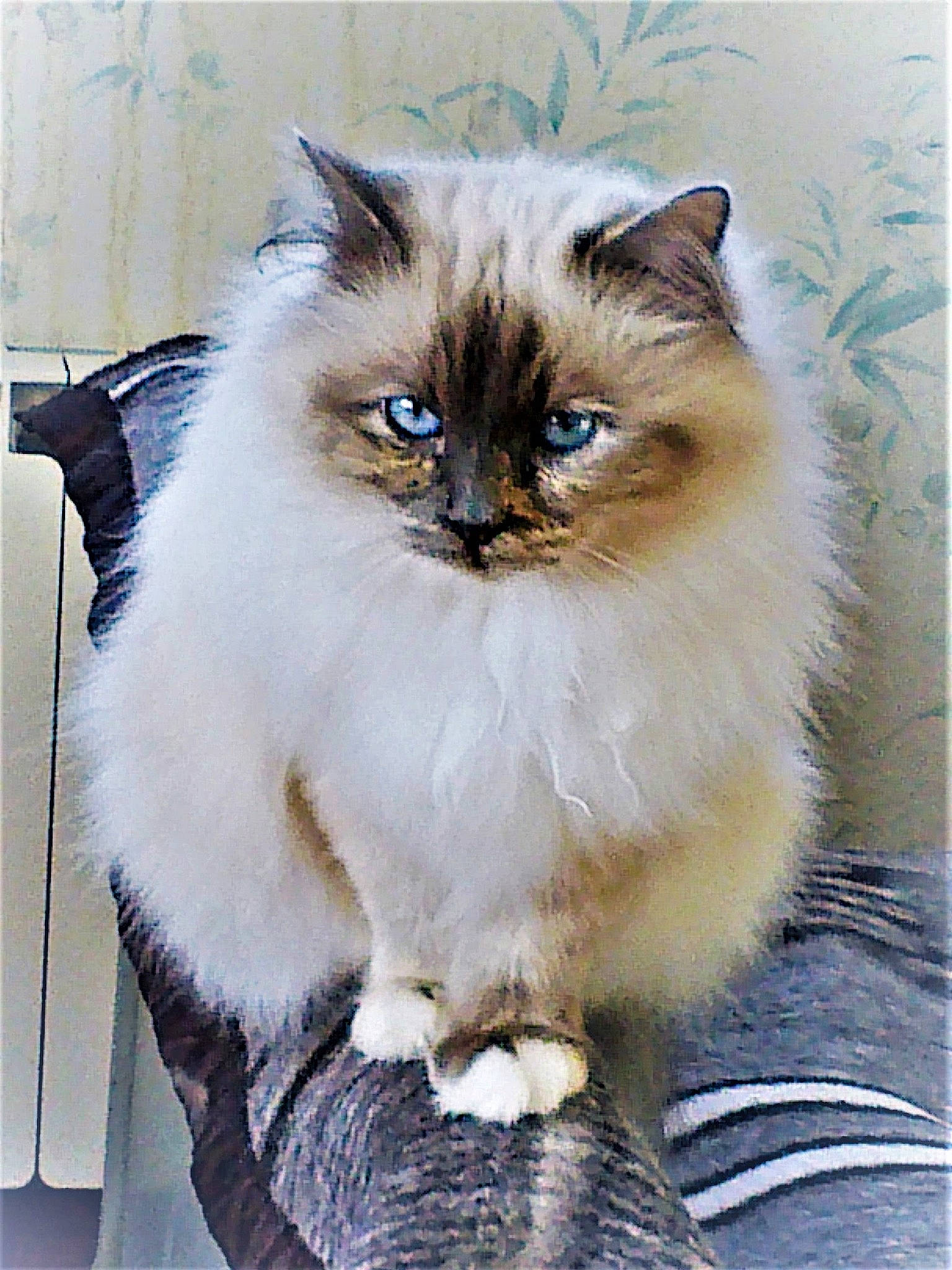 Holly-lollypop participe au concours pour gagner de l'argent avec cette photo : asian_semi_longhair, balinese, birman, british_longhair, british_semi_longhair, carnivore, cat, domestic_long_haired_cat, felidae, himalayan, mammal, norwegian_forest_cat, persian, ragamuffin, ragdoll, siamese, siberian, small_to_medium_sized_cats, vertebrate, whiskers