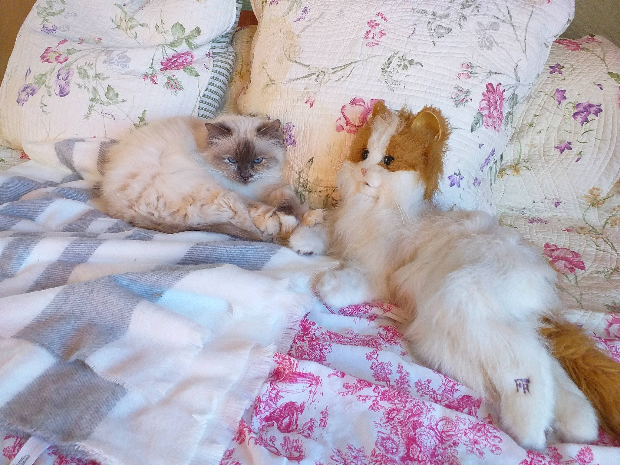 Holly-lollypop a rejoint le concours — aidez-le/la à gagner de superbes lots ! bed, bed_sheet, bedding, carnivore, cat, comfort, domestic_short_haired_cat, fawn, felidae, fur, linens, mammal, nap, pattern, paw, pink, small_to_medium_sized_cats, tail, textile, whiskers