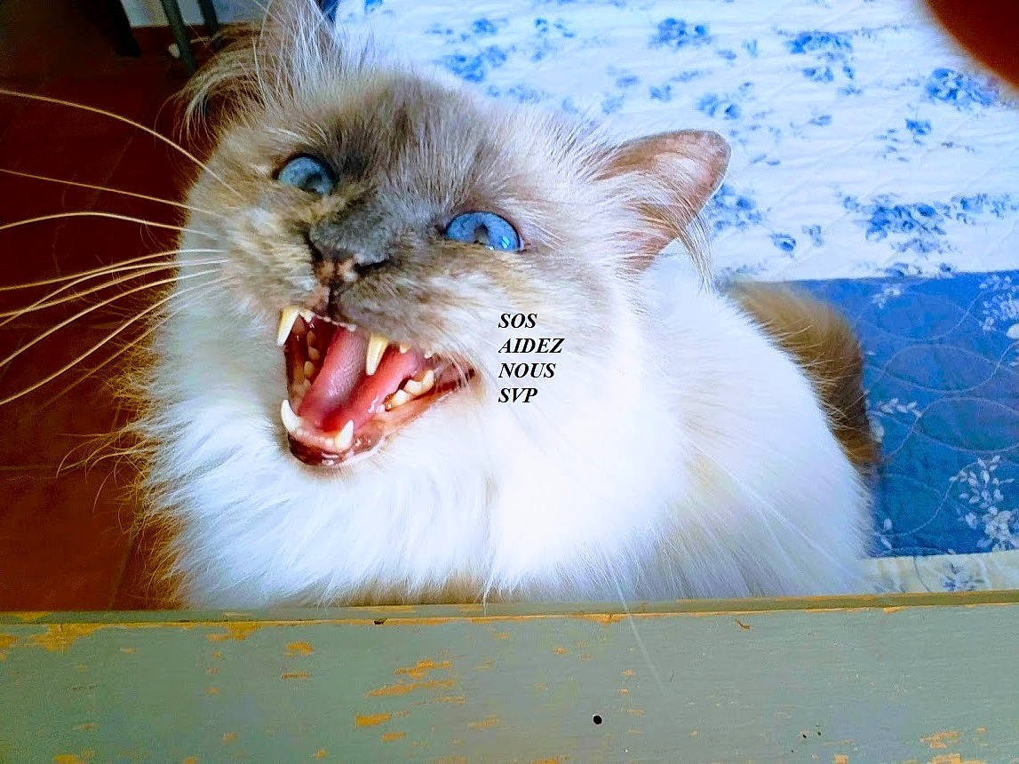 Holly-lollypop a rejoint le concours — aidez-le/la à gagner de superbes lots ! british_longhair, carnivore, cat, electric_blue, fang, felidae, fur, happy, iris, paw, photo_caption, shout, small_to_medium_sized_cats, smile, snout, surprised, terrestrial_animal, tooth, whiskers, yawn