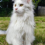 Andree Desgroisilles participe au concours pour gagner de l'argent avec cette photo : cat, white_cat, fluffy, long_hair, outdoor, grass, greenery, nature, animal, pet, mammal, feline, portrait, sitting, ears, whiskers, yellow_eyes, calm, daylight, background_blur