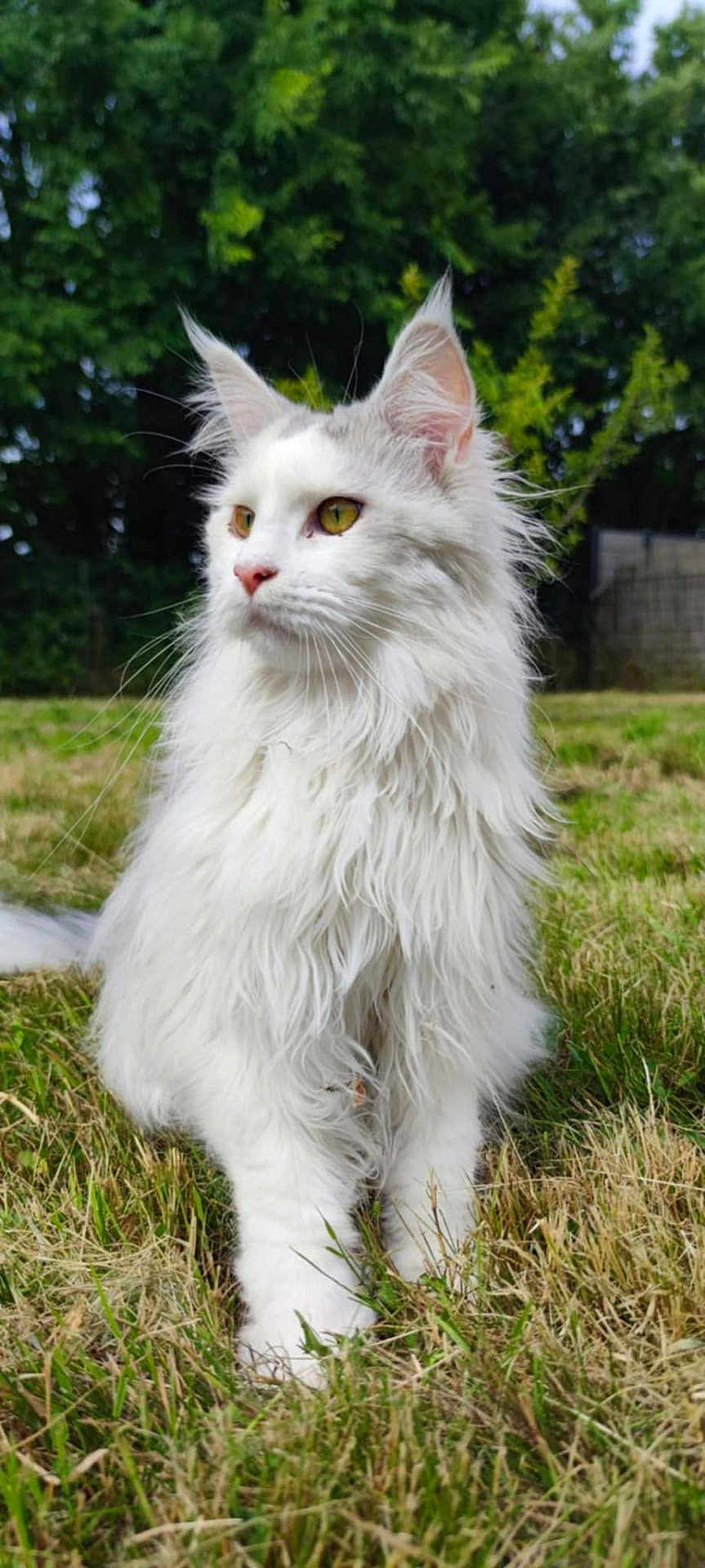 Andree Desgroisilles participe au concours pour gagner de l'argent avec cette photo : cat, white_cat, fluffy, long_hair, outdoor, grass, greenery, nature, animal, pet, mammal, feline, portrait, sitting, ears, whiskers, yellow_eyes, calm, daylight, background_blur