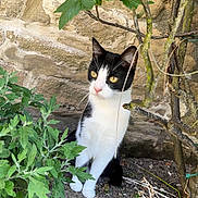 Saphir a rejoint le concours — aidez-le/la à gagner de superbes lots ! cat, black_and_white, animal, pet, outdoor, garden, plants, greenery, stone_wall, curious, alert, feline, nature, soil, leaves, branches, young_cat, whiskers, portrait, sitting