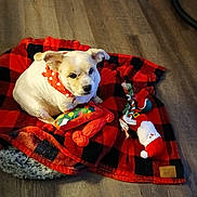 Brianna joined the competition — help win amazing prizes! animal, bandana, black, blanket, checkered_blanket, cute, dog, dog_toy, floor, indoor, looking, lying_down, pet, plush_toy, red, red_bandana, rope_toy, small_dog, white, wooden_floor