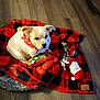 animal, bandana, black, blanket, checkered_blanket, cute, dog, dog_toy, floor, indoor, looking, lying_down, pet, plush_toy, red, red_bandana, rope_toy, small_dog, white, wooden_floor