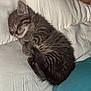 kitten, sleeping, tabby, cat, feline, cute, cozy, pillow, cushion, indoor, pet, fur, whiskers, relaxed, small, animal, resting, adorable, soft, domestic