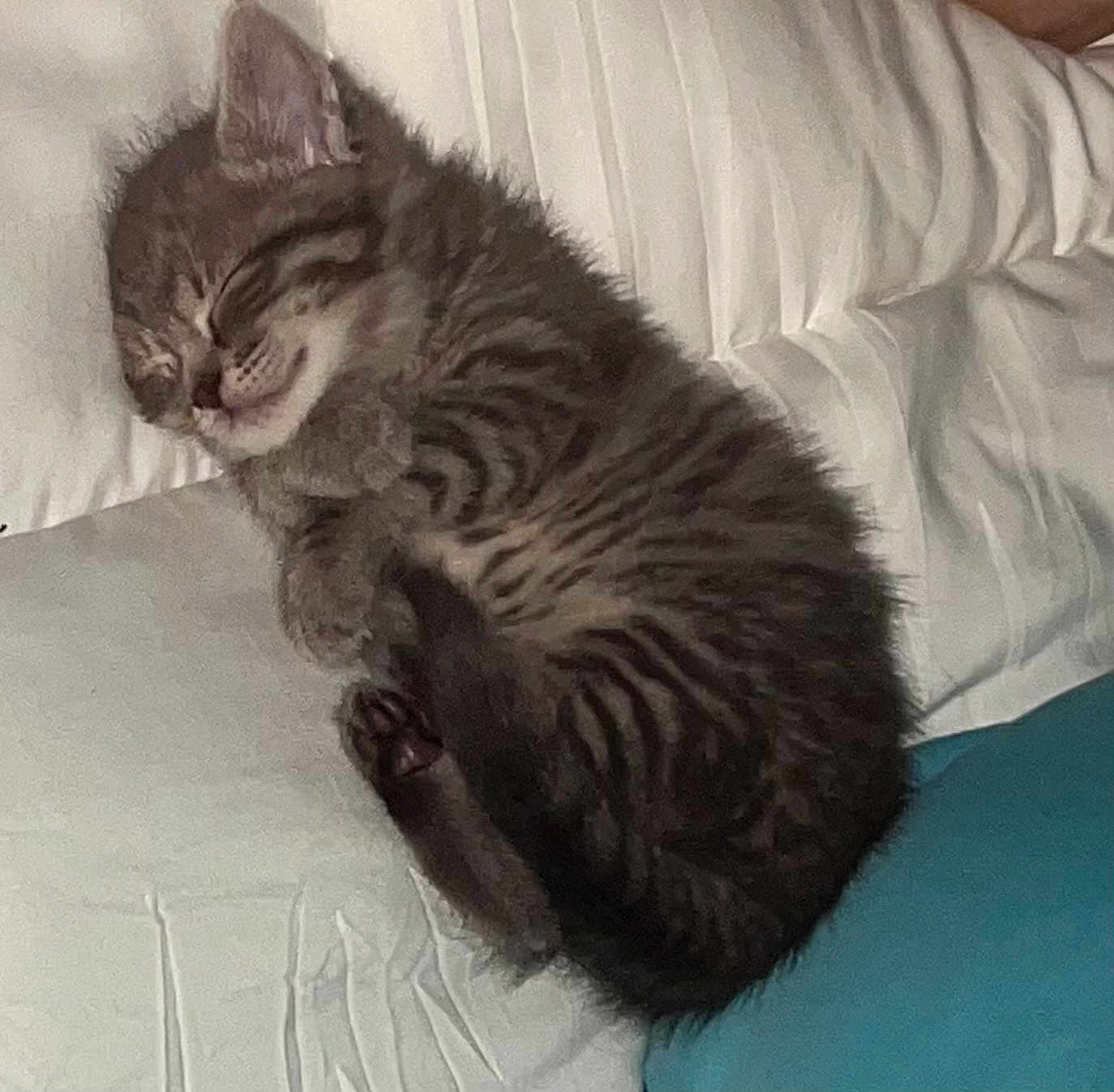 Hope is registered to the contest to win money with this photo: kitten, sleeping, tabby, cat, feline, cute, cozy, pillow, cushion, indoor, pet, fur, whiskers, relaxed, small, animal, resting, adorable, soft, domestic