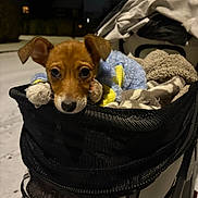 Tigger is registered to the contest to win money with this photo: animal, blanket, cold, comfort, cozy, cute, dog, ears, face, fur, looking, night, outdoor, pet, puppy, small, snow, stroller, warm, young