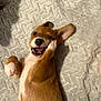 puppy, dog, pet, playing, lying_down, happy, cute, fur, ear, paw, mouth_open, indoor, carpet, texture, brown, white, animal, young, funny, expression